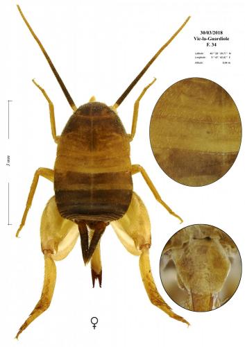 Myrmecophilus myrmecophilus